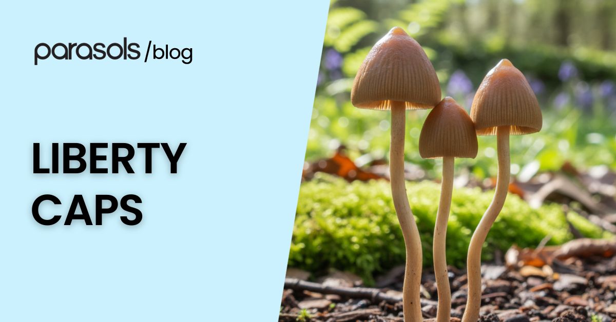 Close-up of liberty caps mushrooms with pointed caps and slender stems growing in a mossy woodland, highlighting their unique appearance and natural habitat