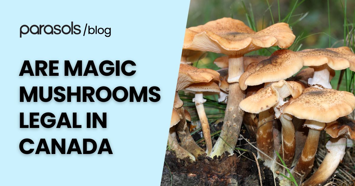 are magic mushrooms legal in canada featured image