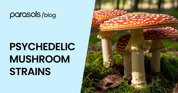 Psychedelic Mushroom Strains: 7 Popular Options for 2026