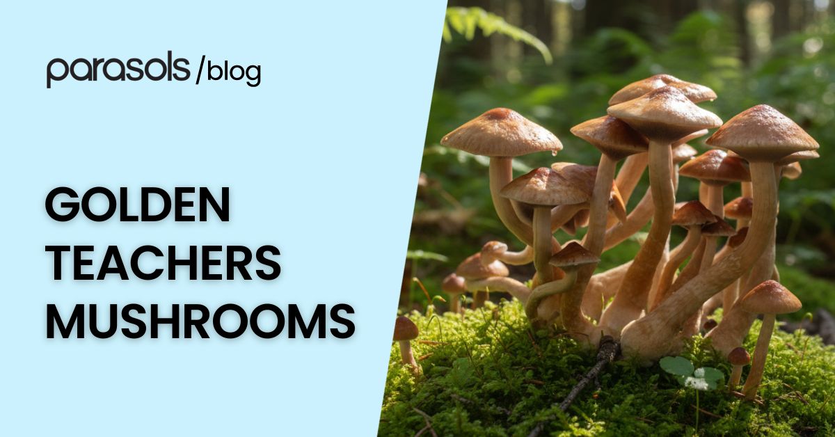 Golden Teachers Mushrooms with golden-brown caps growing in clusters on a mossy forest floor under natural sunlight