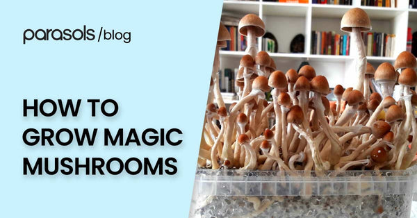 How to Grow Magic Mushrooms: 3 Key Points for Cultivation