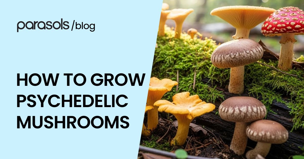 how to grow psychedelic mushrooms featured image