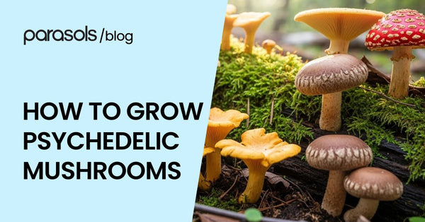 How to Grow Psychedelic Mushrooms: 7 Beginner Friendly Steps