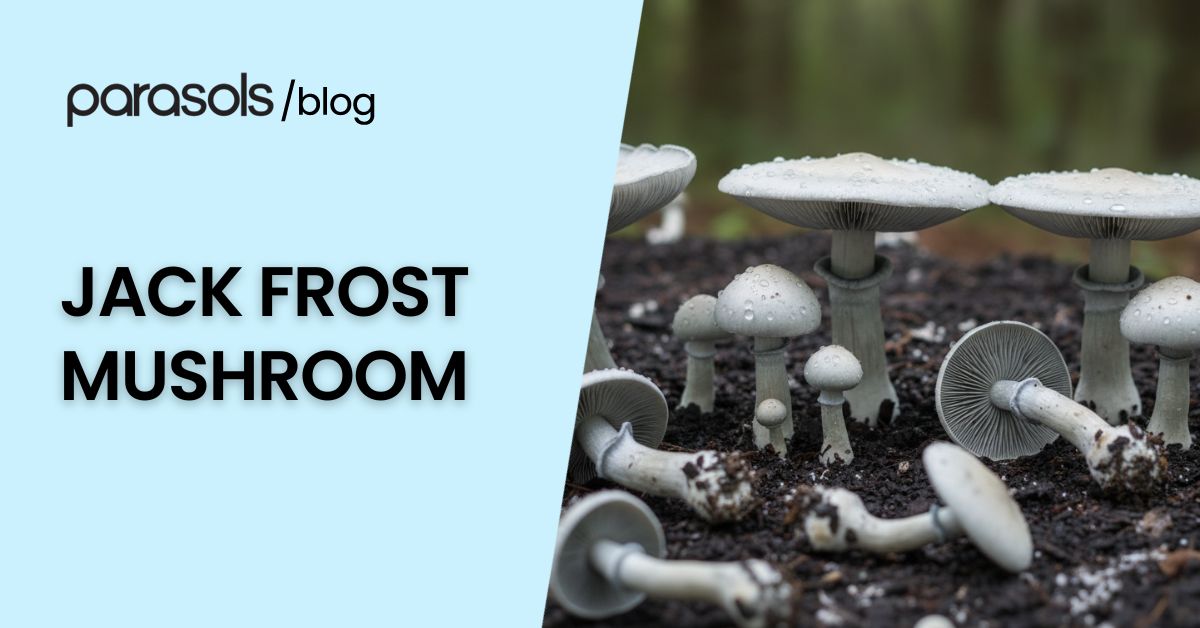 Jack Frost mushroom growing on forest floor with unique frosty white caps and gills covered in dew drops
