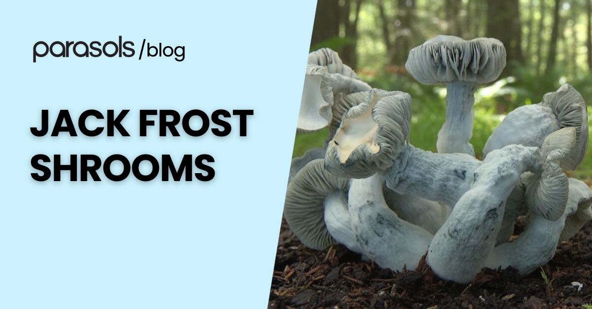 Jack Frost shrooms with frosty white caps and blue-tinted stems growing in a forest, showcasing their unique appearance and texture in natural light.