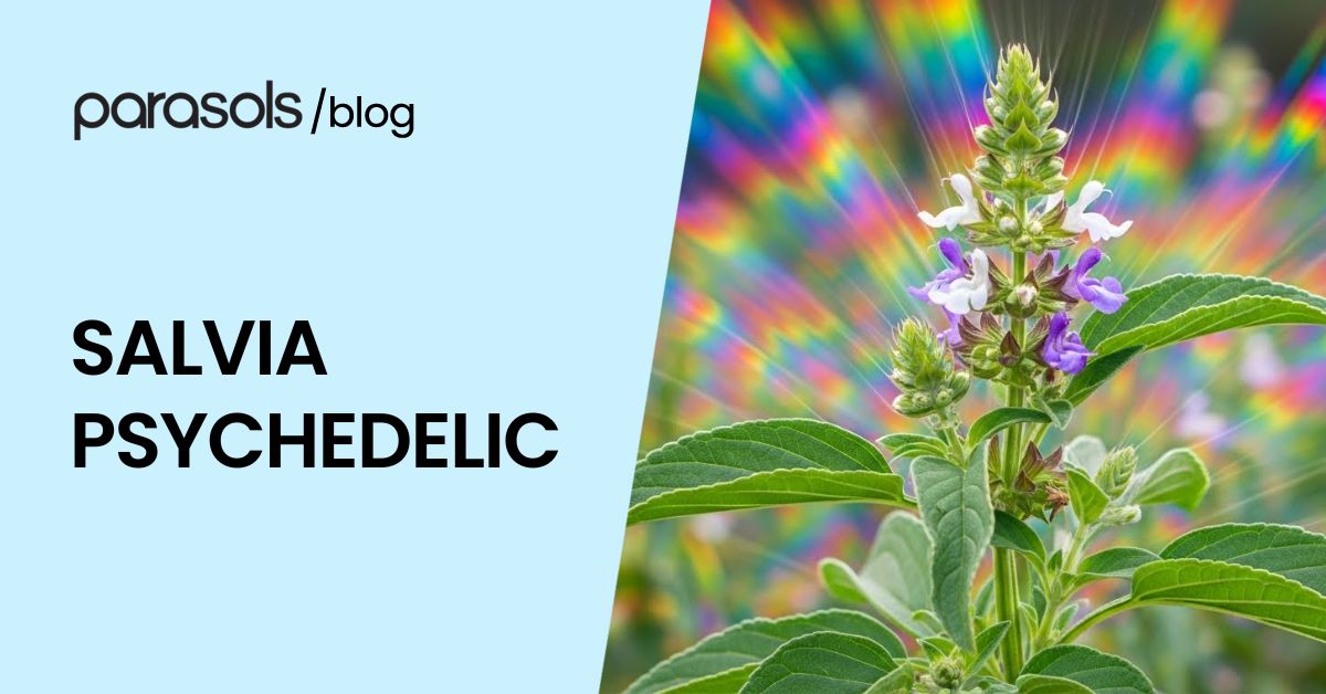 salvia psychedelic featured image